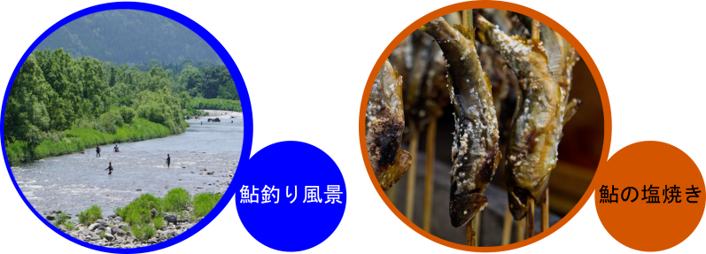 鮎釣り　鮎の塩焼き　九頭竜川　滝波川　福井　勝山