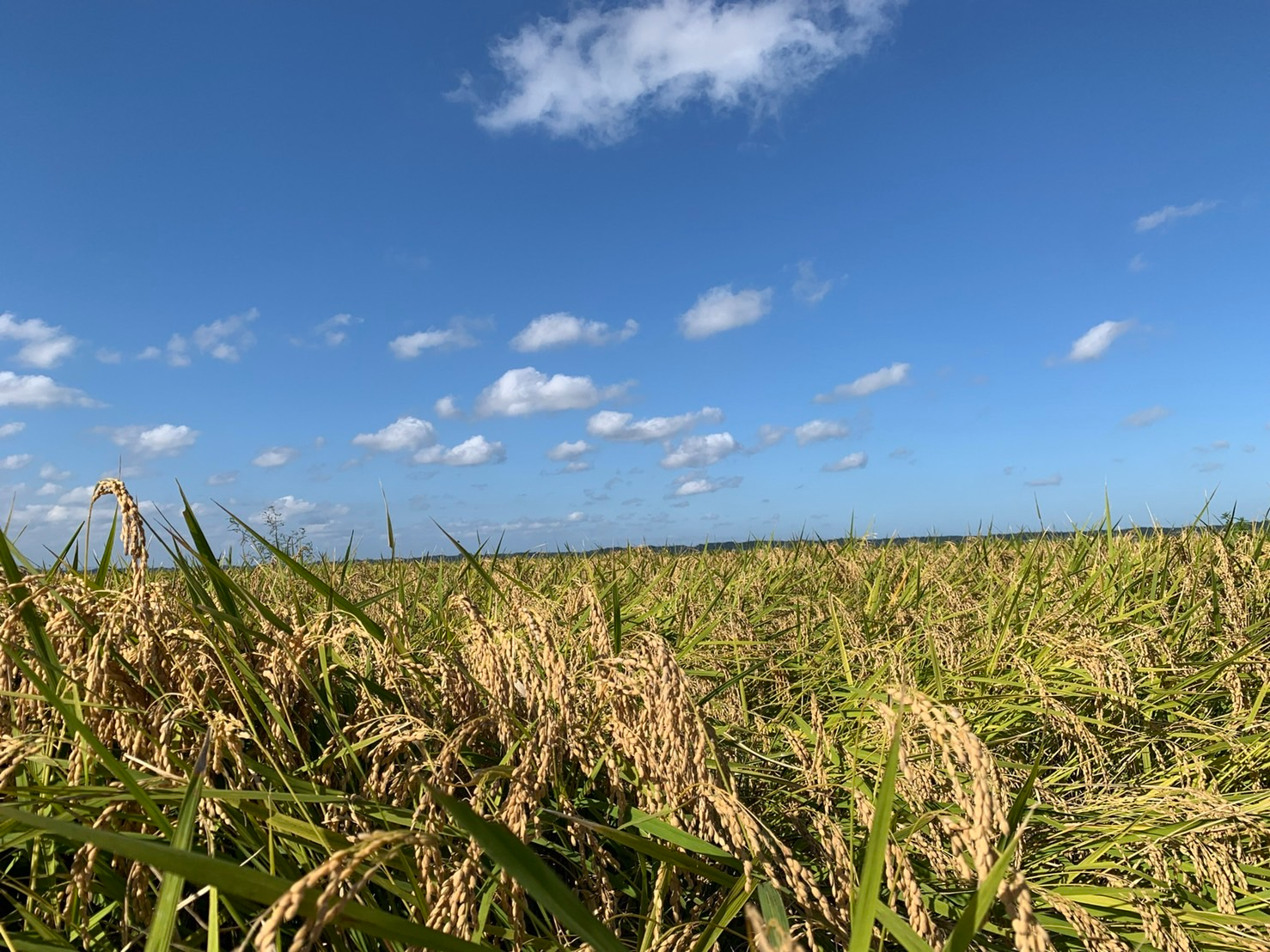 実際の田んぼの光景