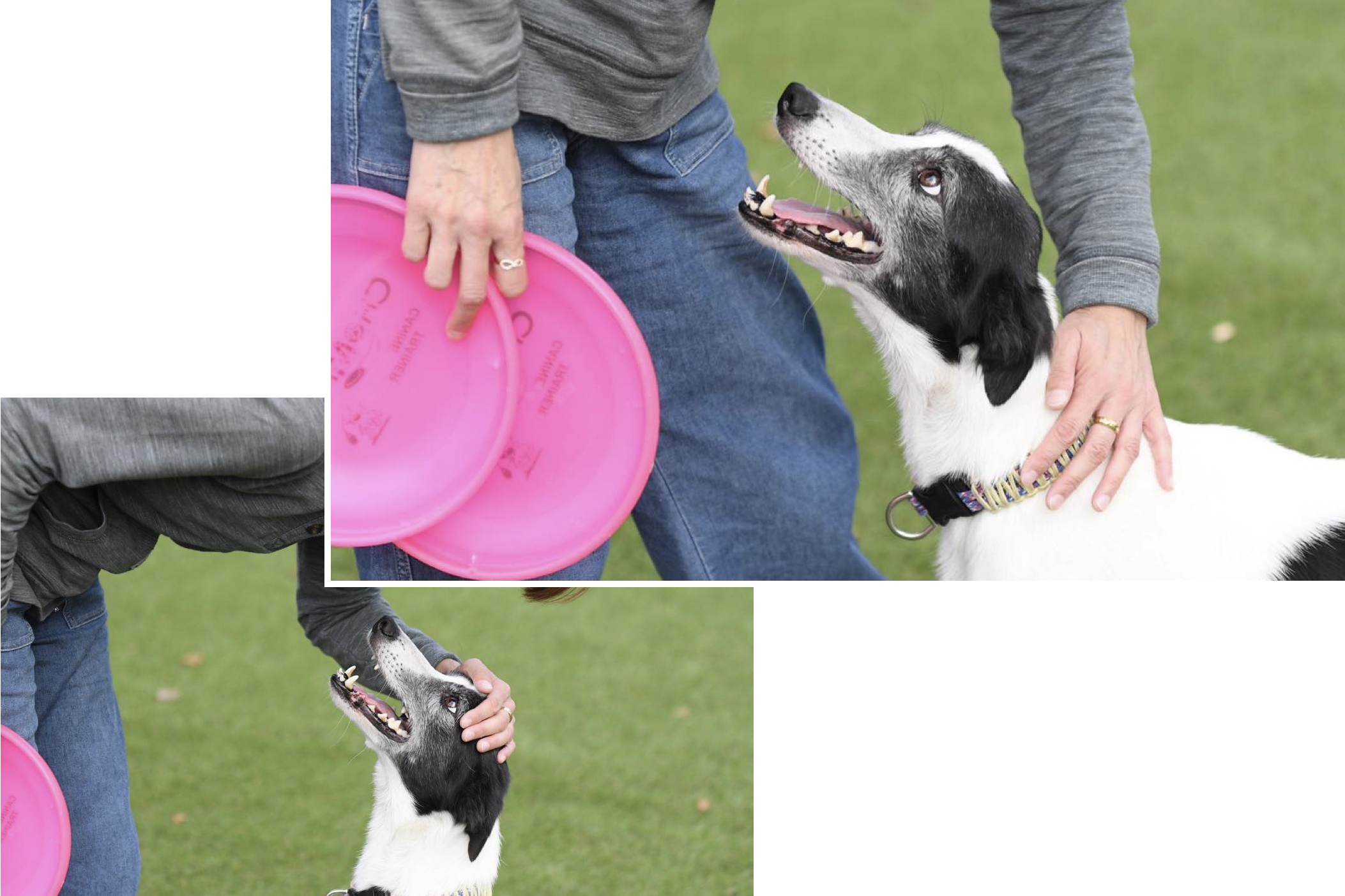 ワンダフルドッグフィールドミゼット