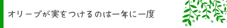 オリーブが実をつけるのは一年に一度