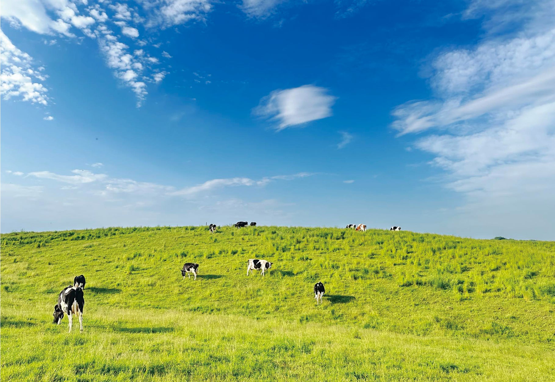 広大な牧場にいる牛たち