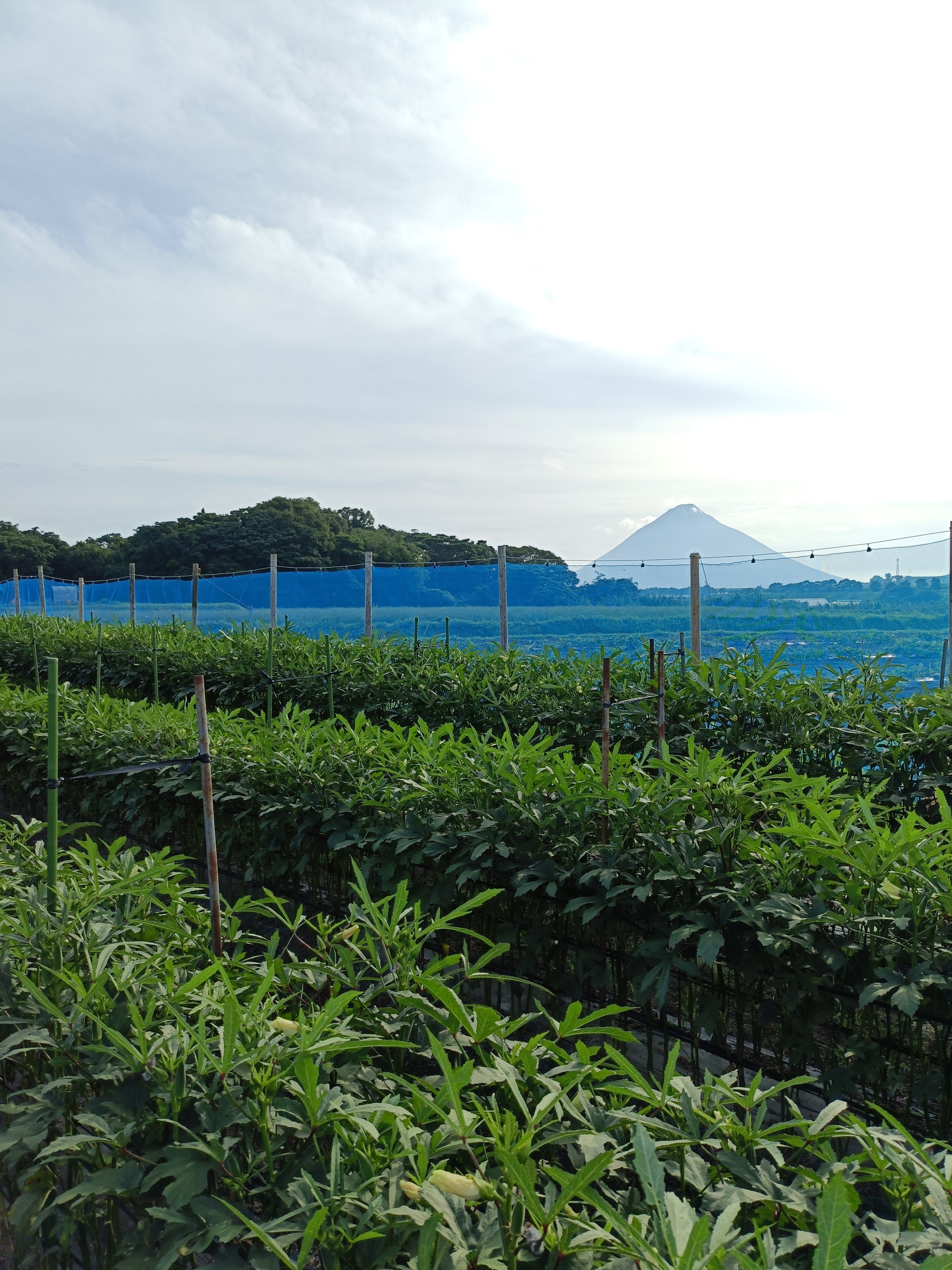 指宿のオクラ畑