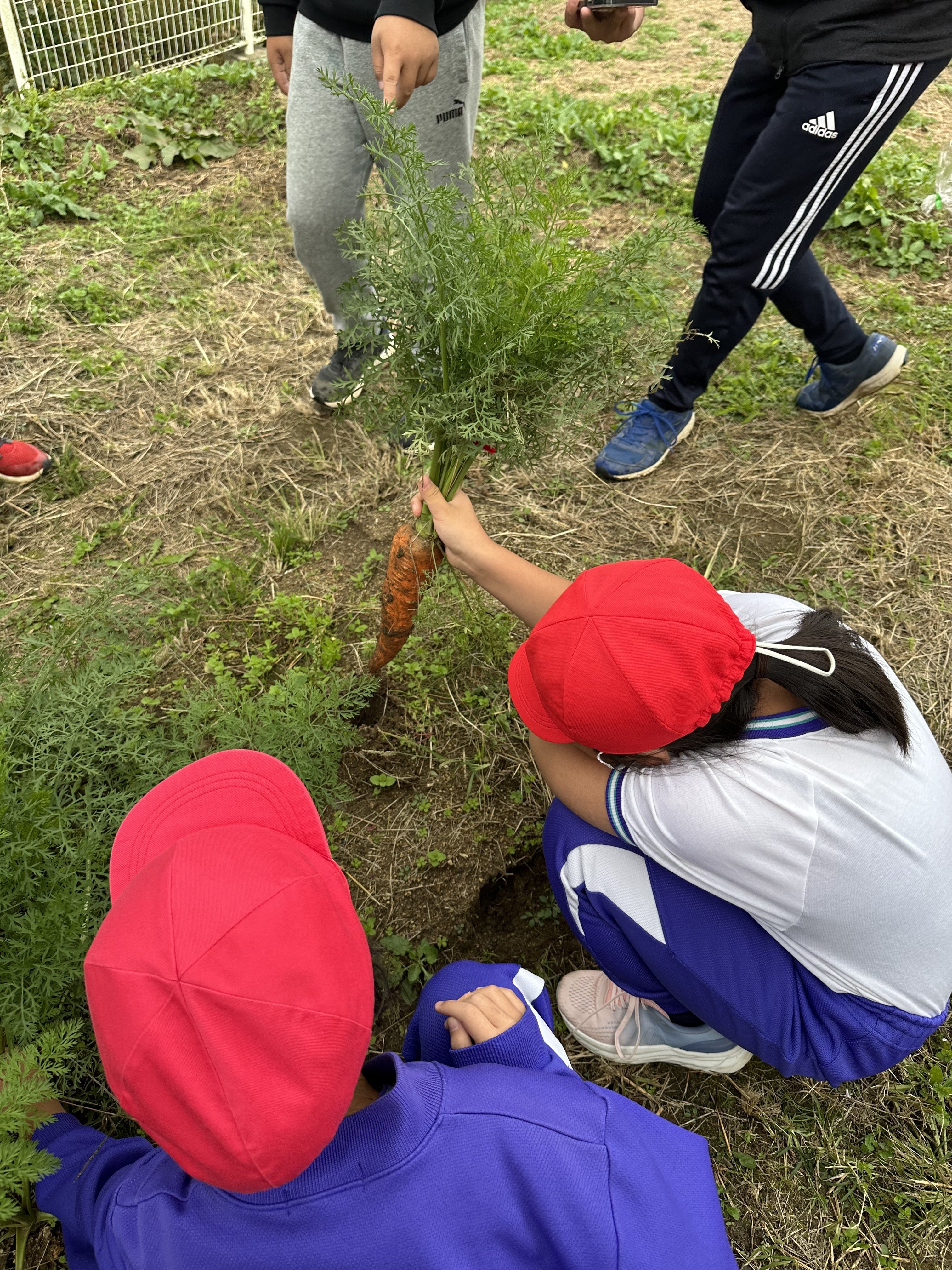 学校の畑でニンジンの栽培