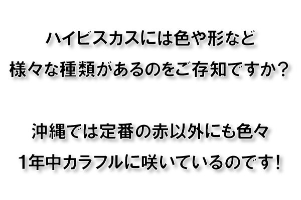 ハイビスカスには色や形など様々な種類があるのをご存知ですか？沖縄では定番の赤以外にも色々１年中カラフルに咲いているのです！