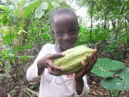 「カカオ農園 子...」の画像検索結果