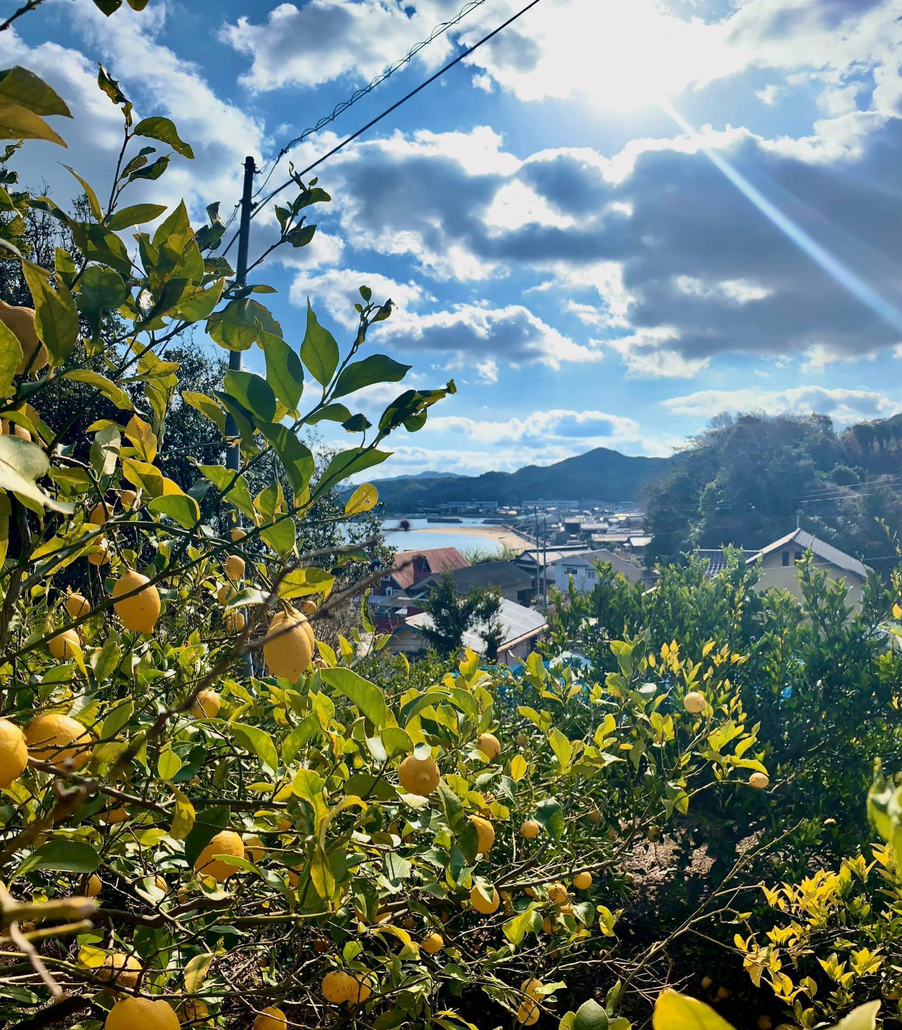 瀬戸内ジャムズガーデンのレモン畑