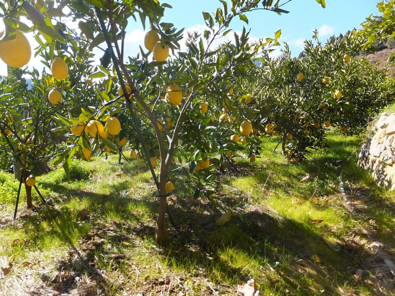 周防大島のレモン畑