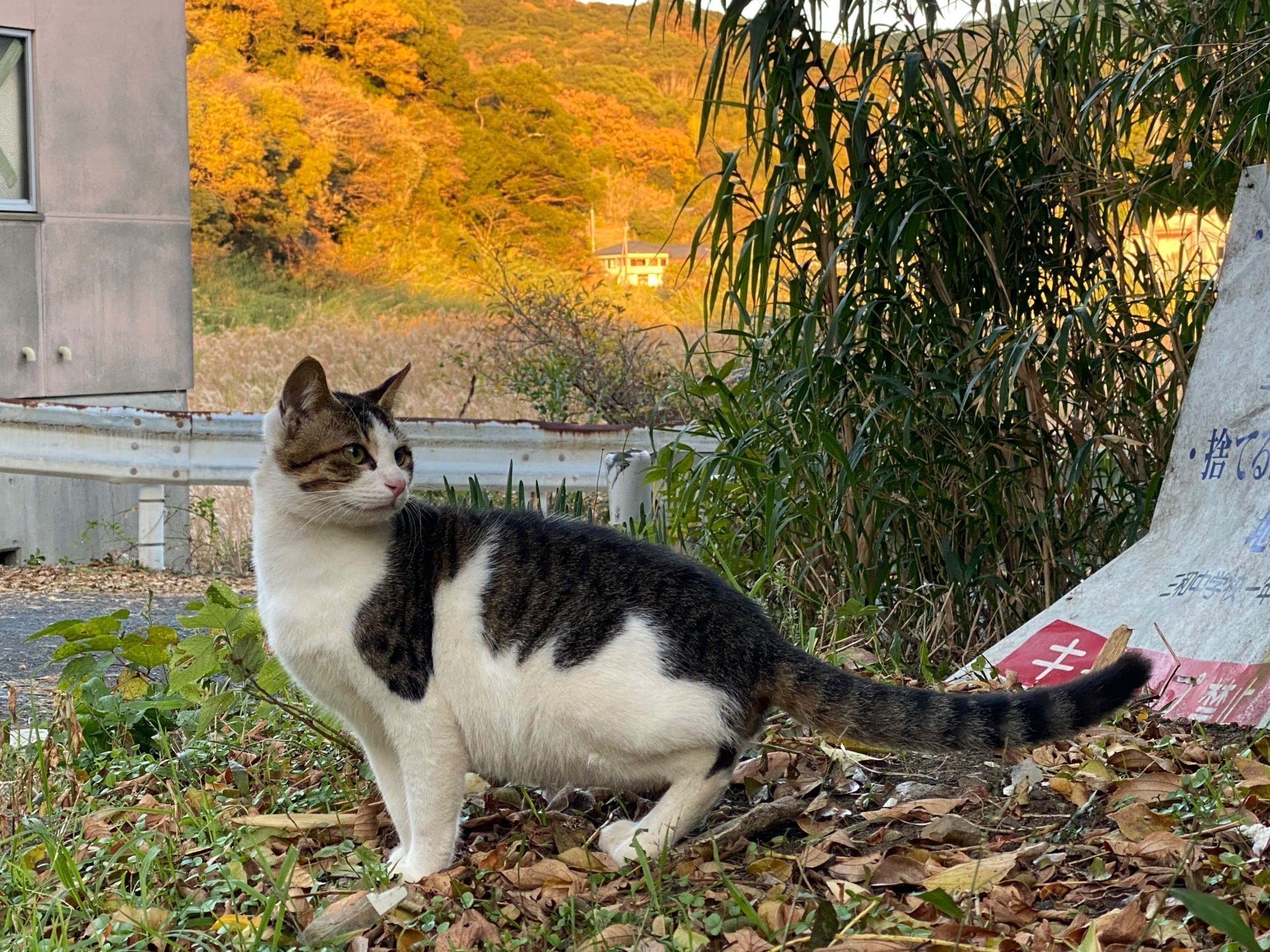 リターン画像