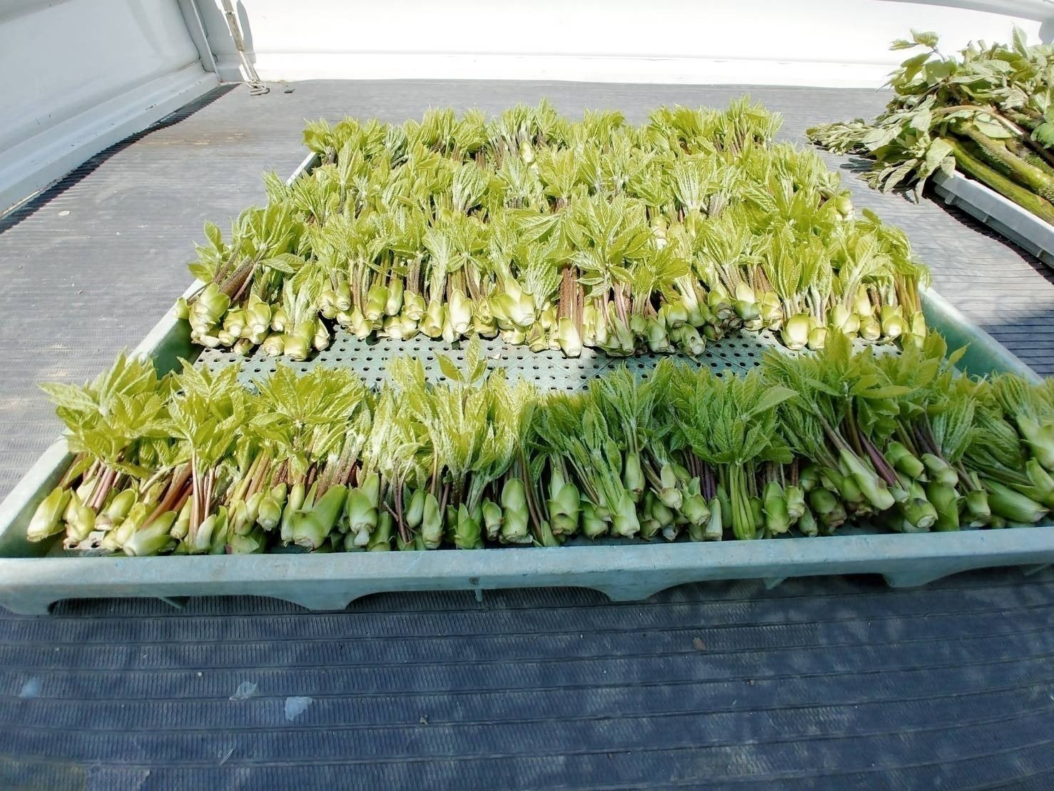 4番目のメイン画像