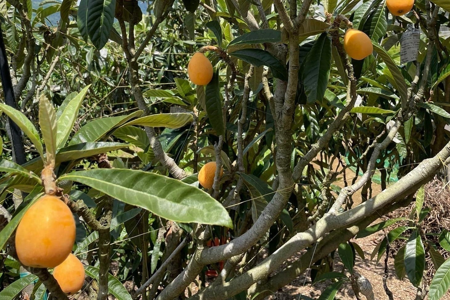 4番目のメイン画像