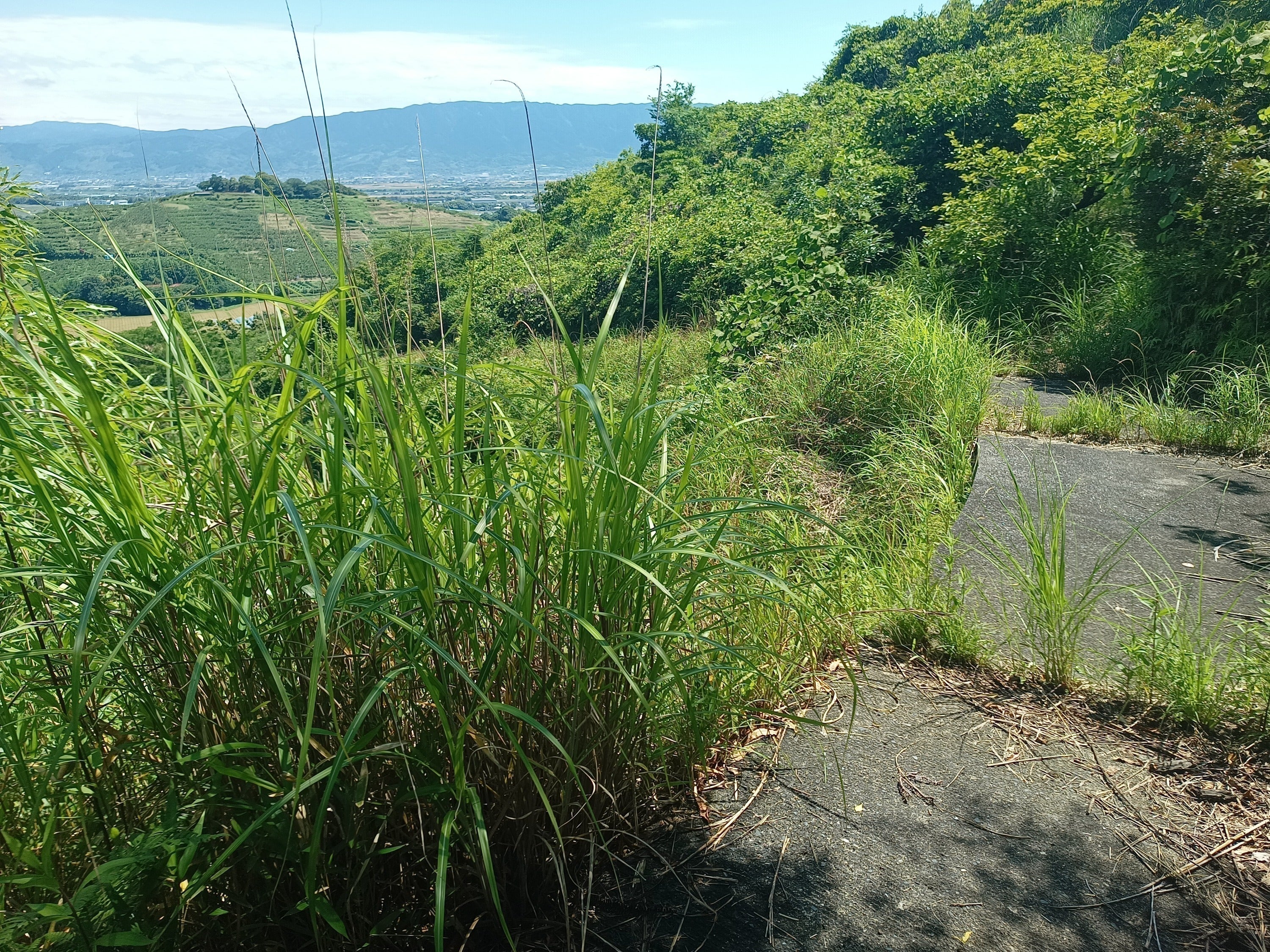 5番目のメイン画像