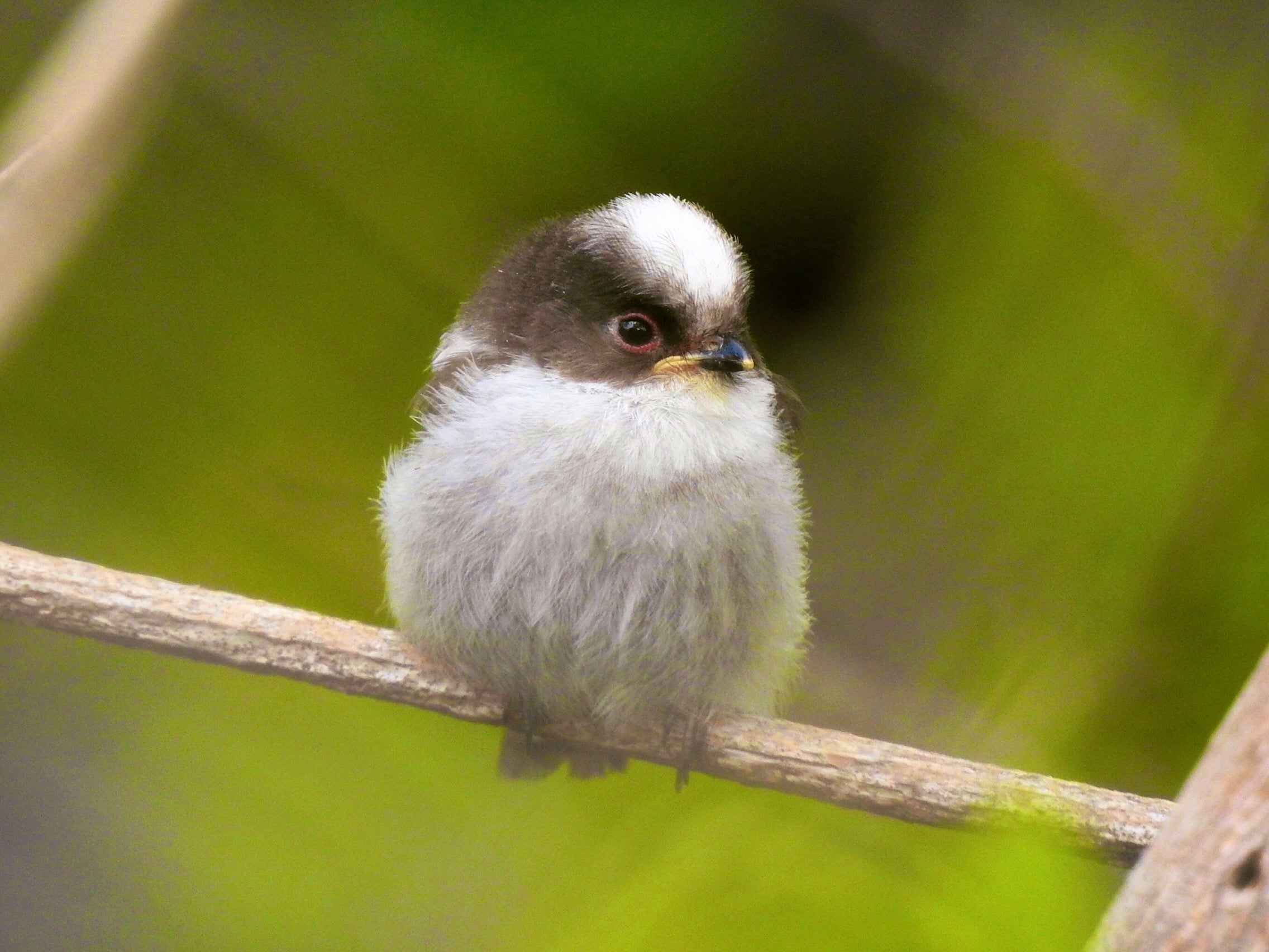 3番目のメイン画像