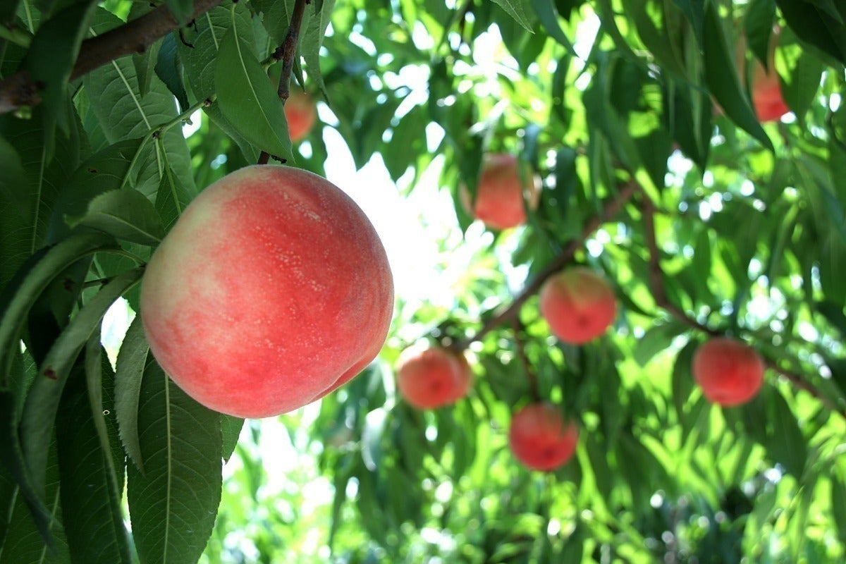 3番目のメイン画像