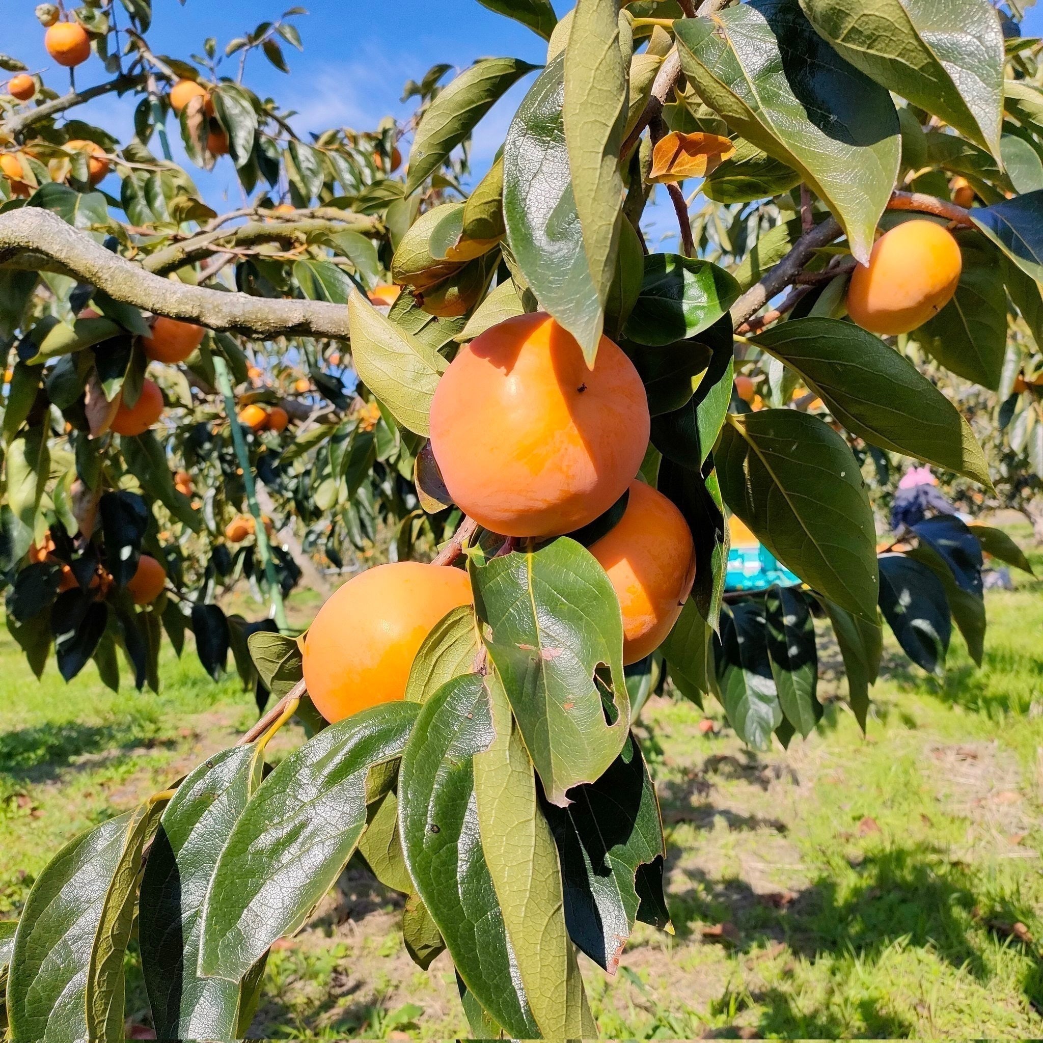 4番目のメイン画像