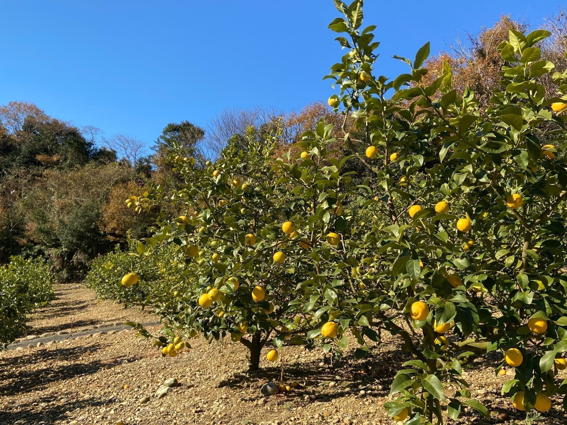 4番目のメイン画像