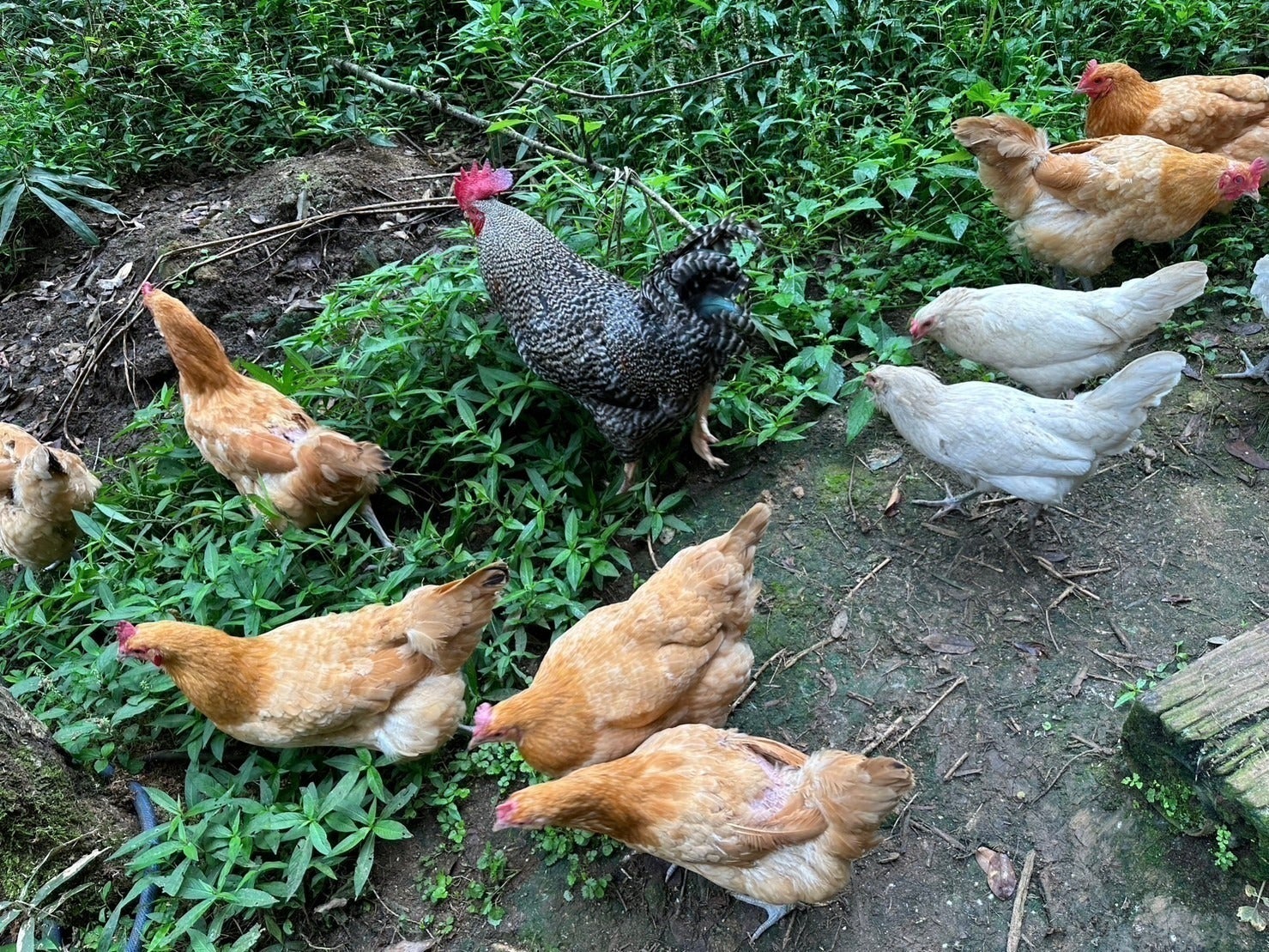 3番目のメイン画像