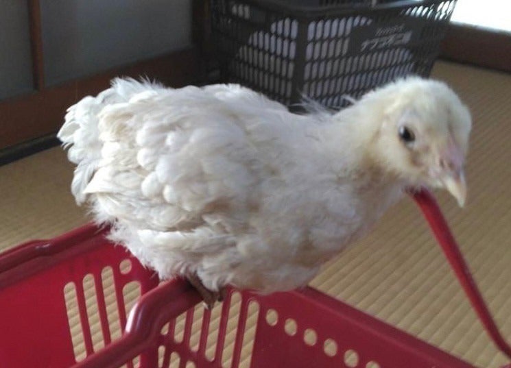 4番目のメイン画像