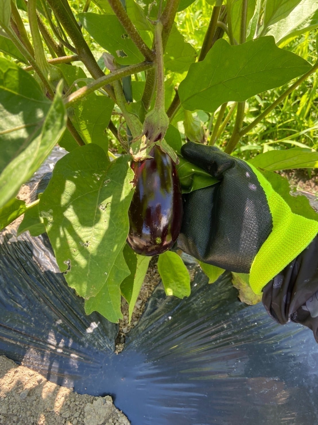 5番目のメイン画像