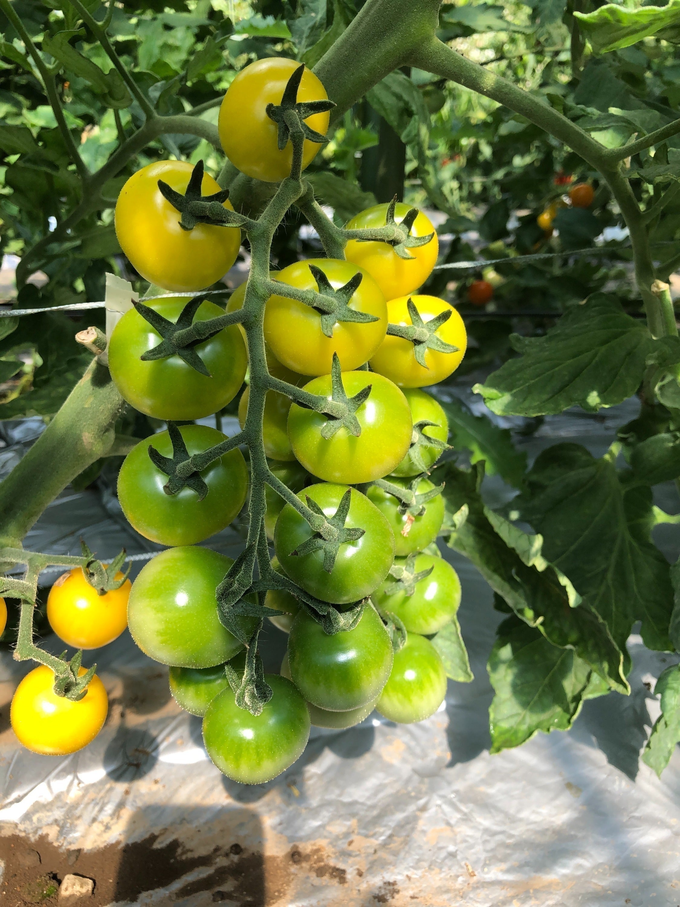 4番目のメイン画像