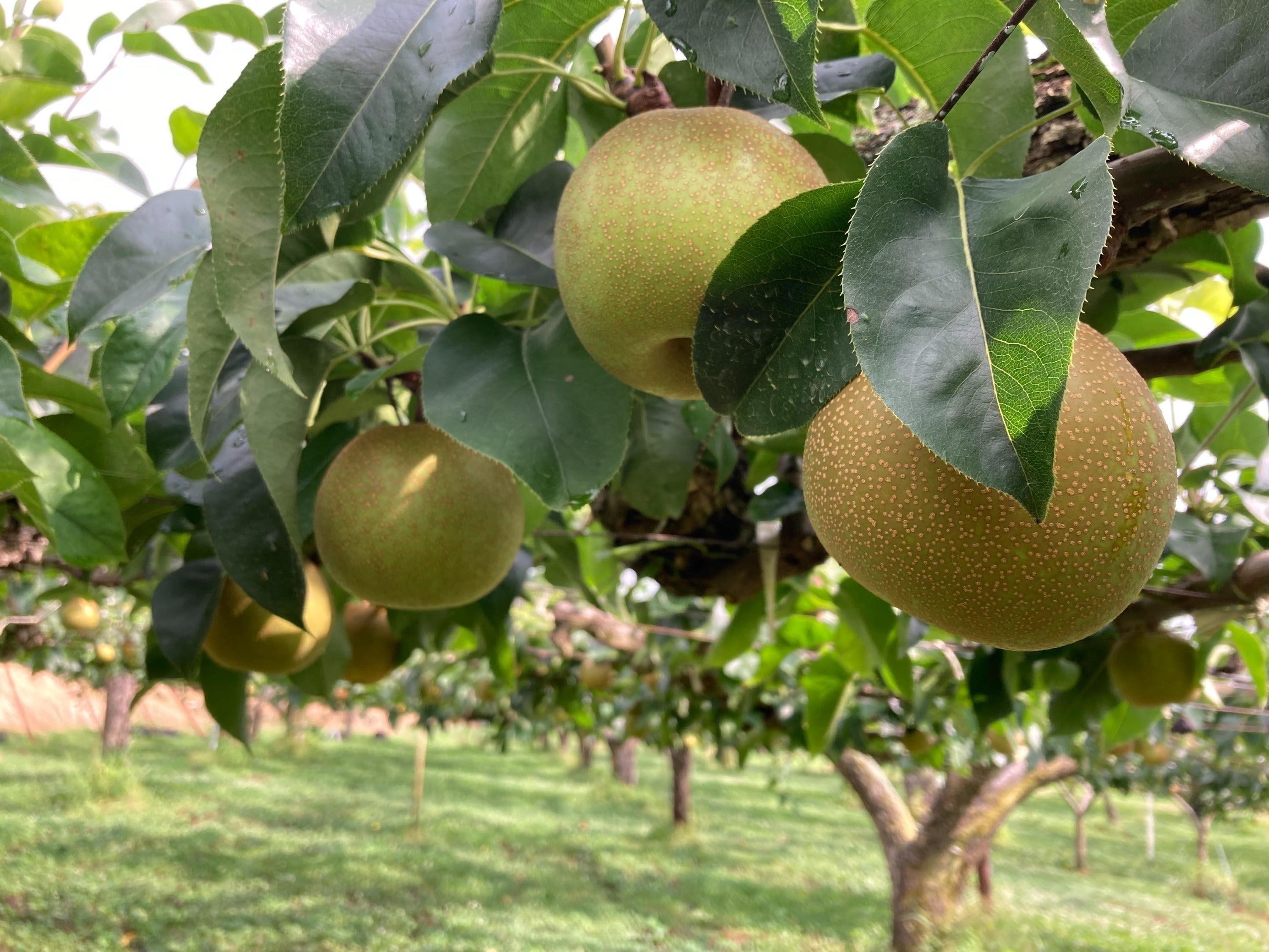 3番目のメイン画像