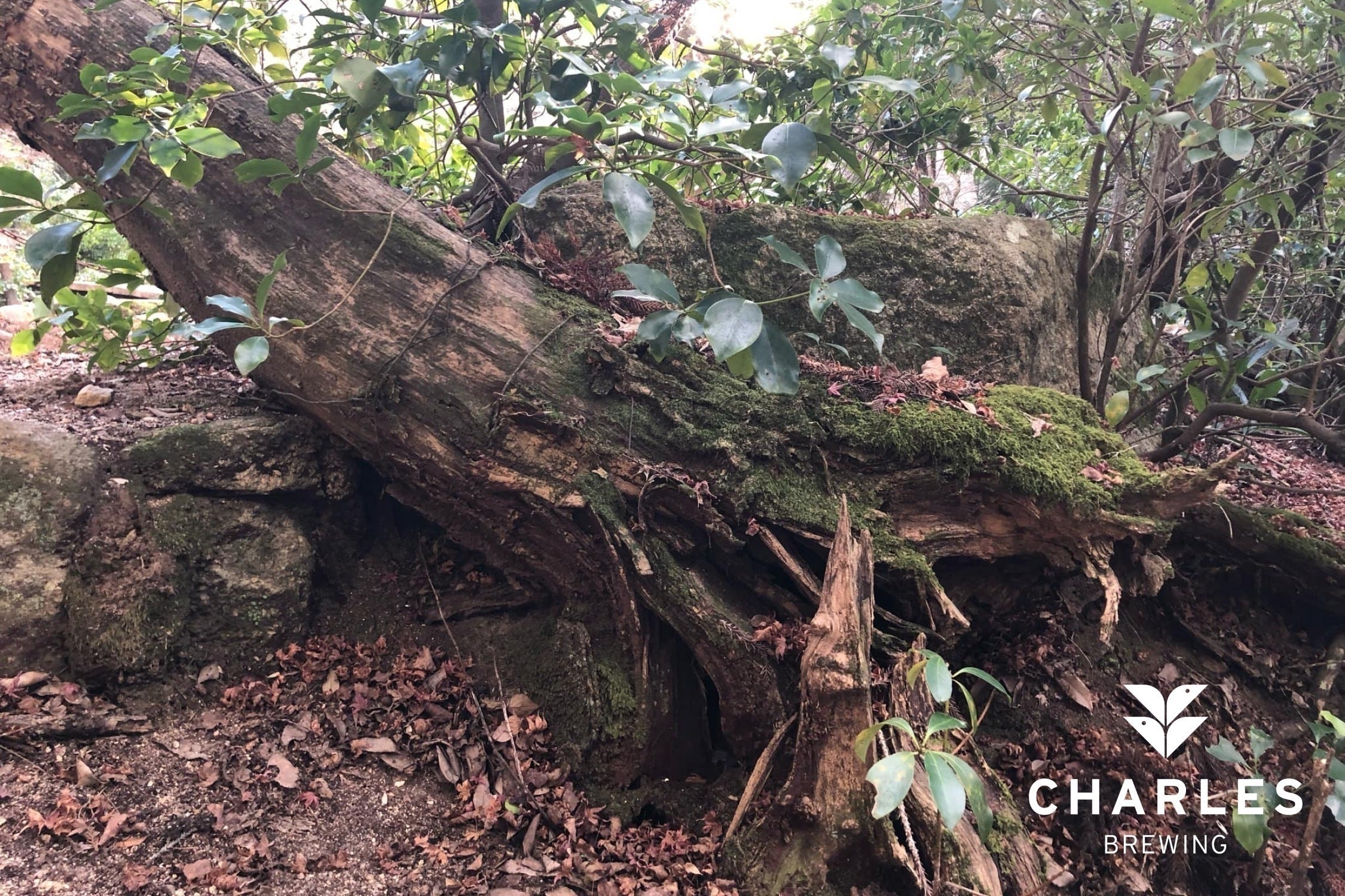 5番目のメイン画像