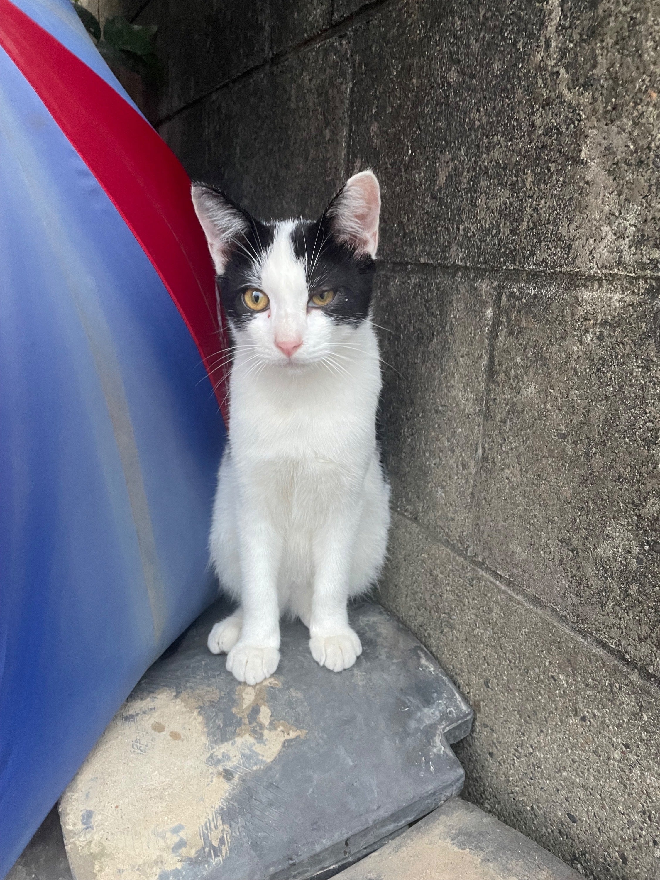 5番目のメイン画像