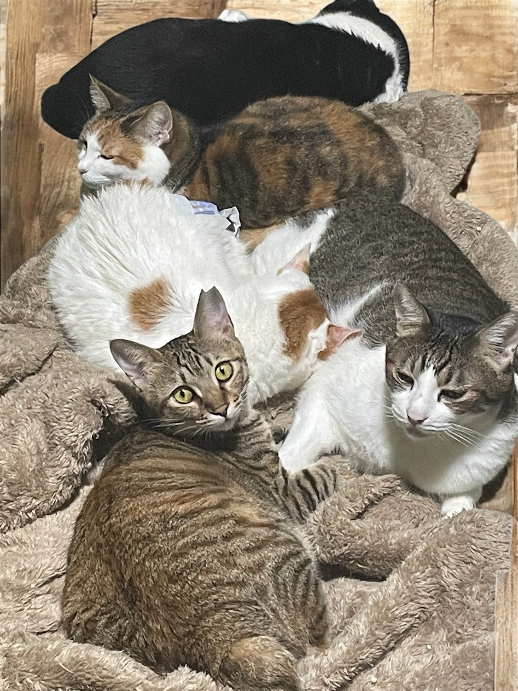 3番目のメイン画像