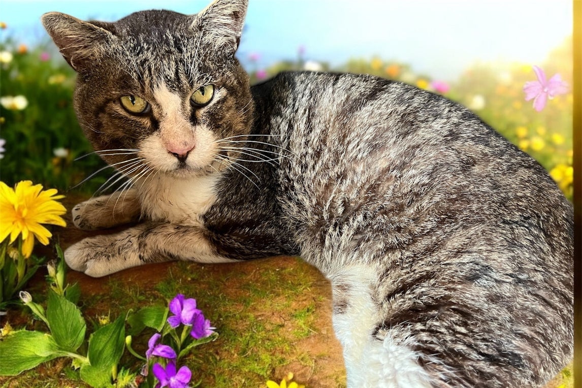 1番目のメイン画像