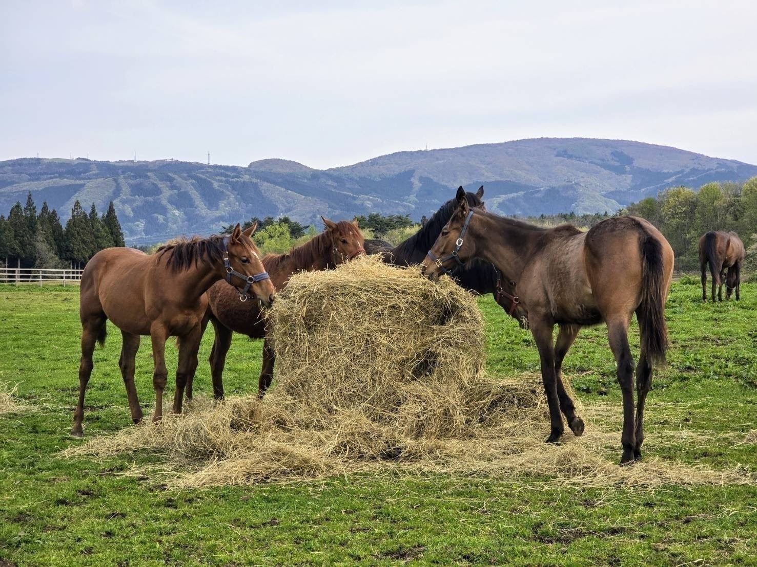 4番目のメイン画像