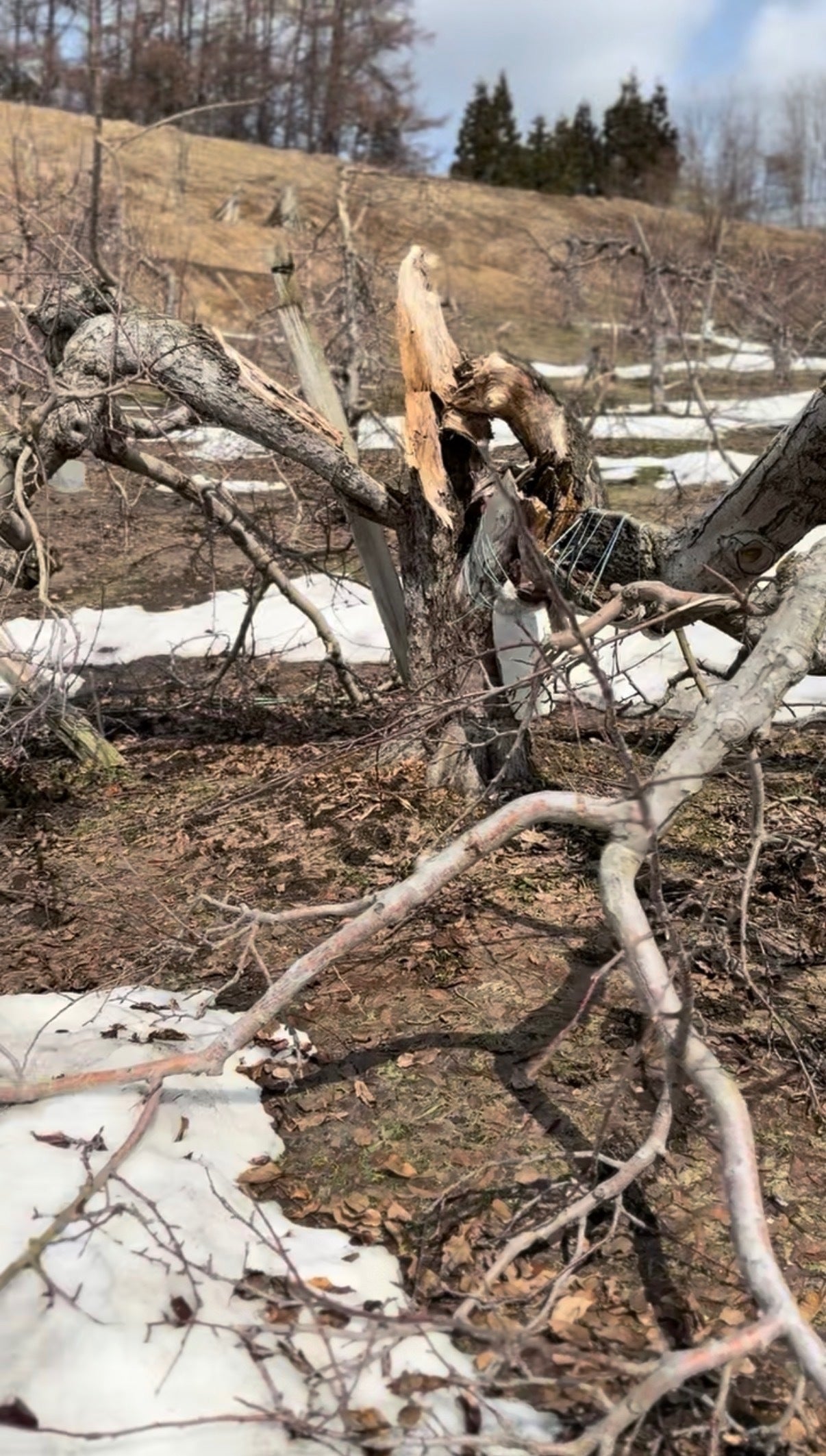 2番目のメイン画像