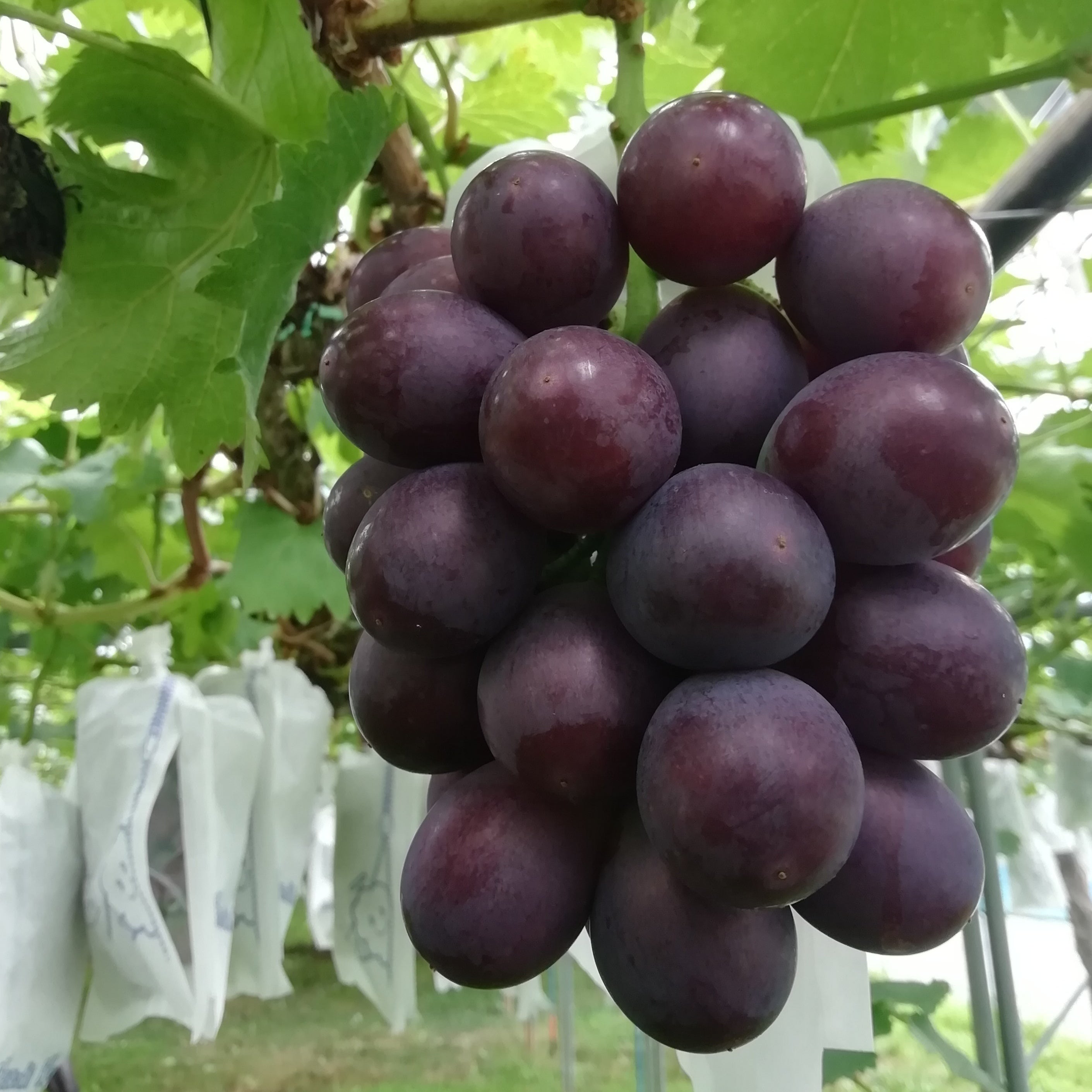 4番目のメイン画像