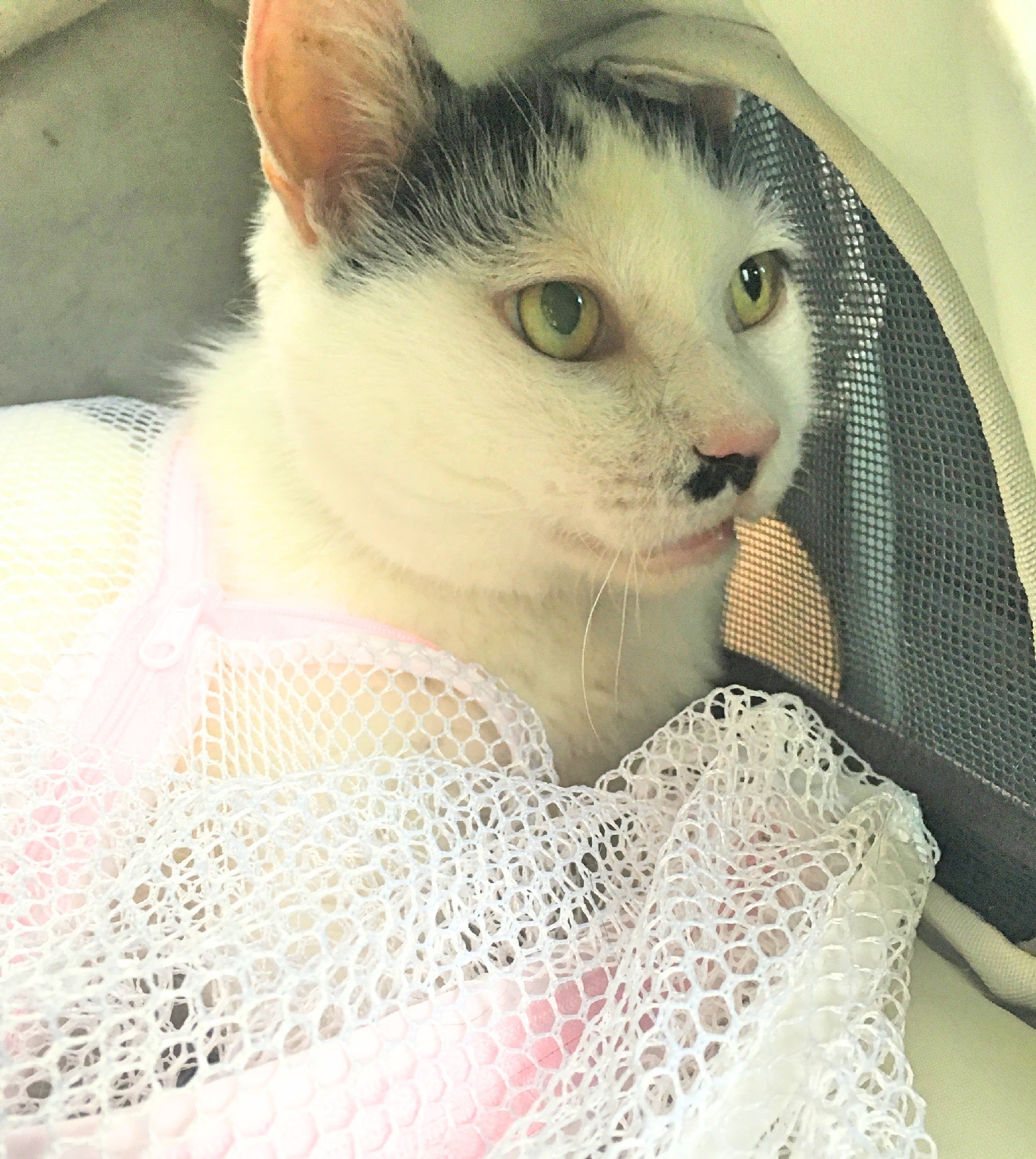 5番目のメイン画像