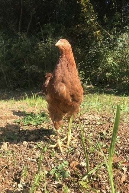 4番目のメイン画像