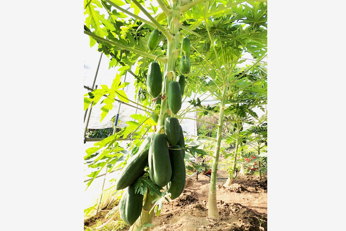 2番目のメイン画像