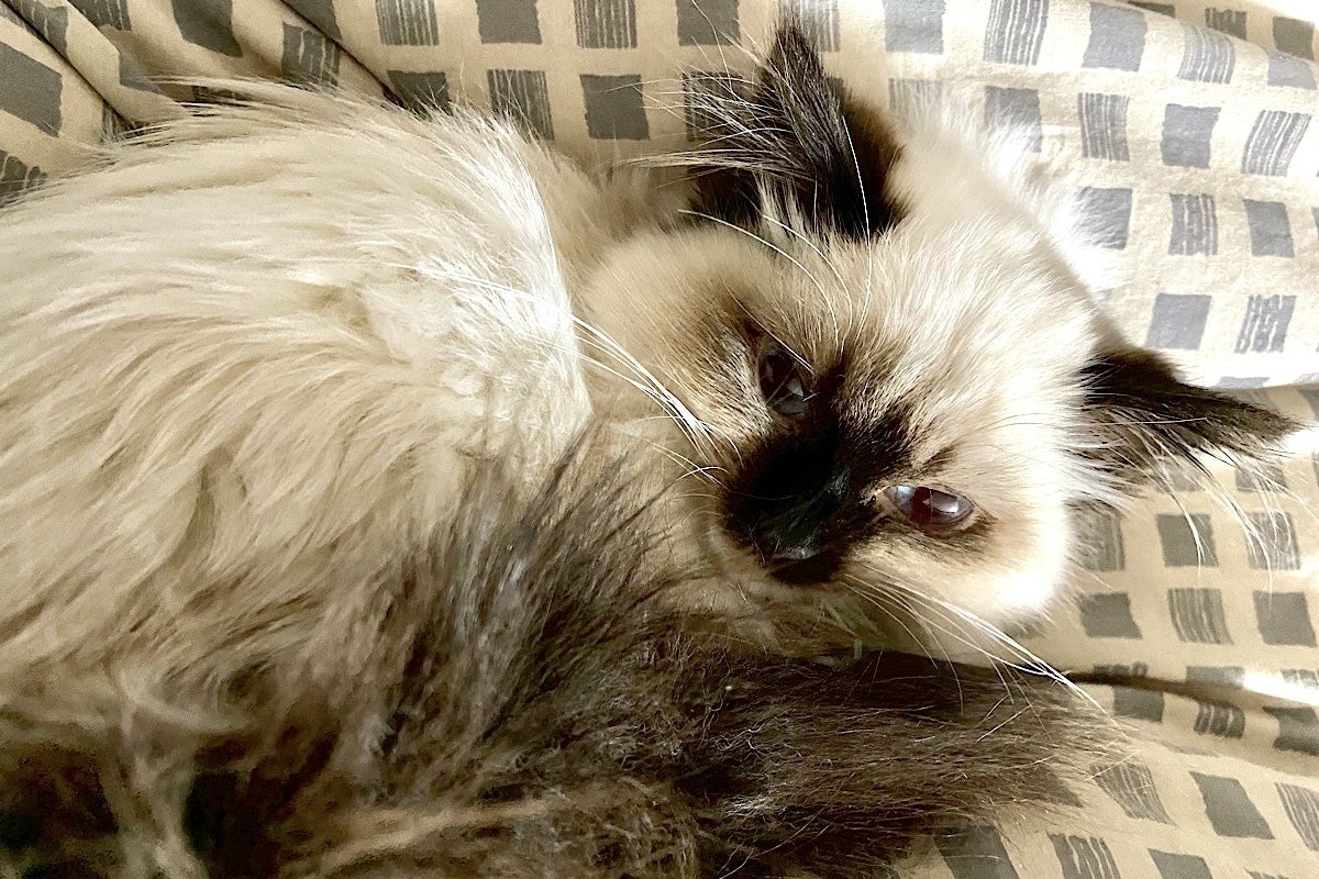 2番目のメイン画像