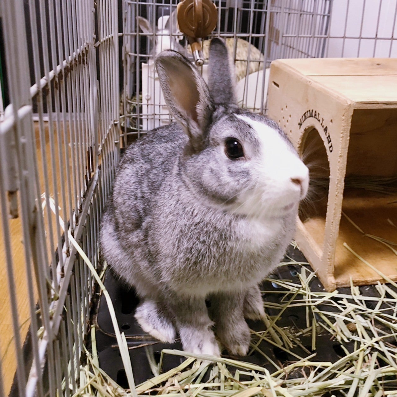 2番目のメイン画像