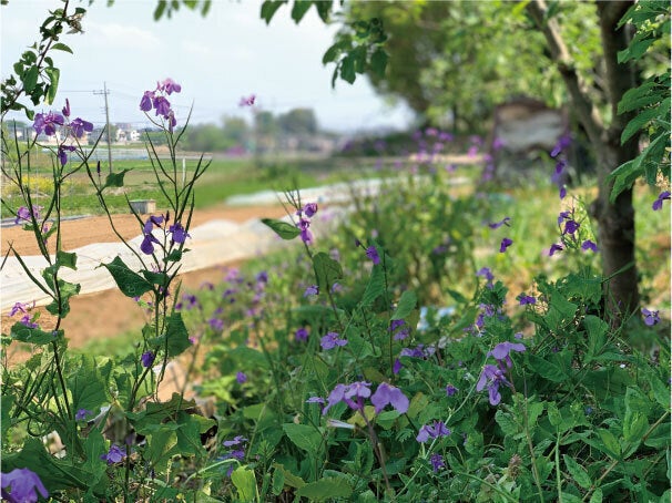 3番目のメイン画像