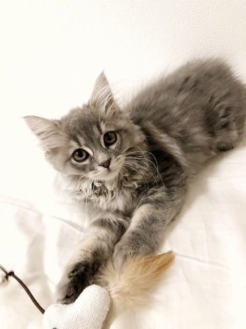 5番目のメイン画像