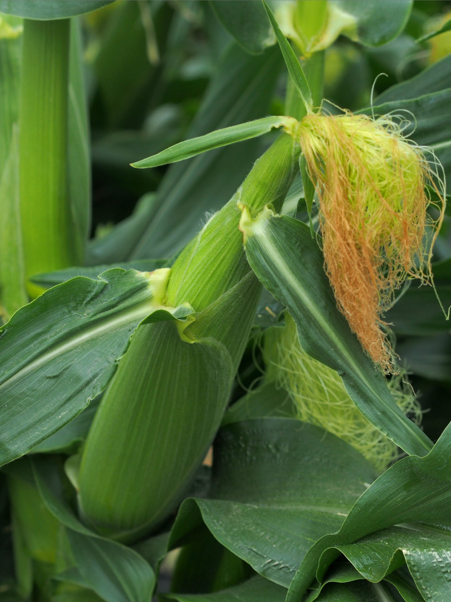 2番目のメイン画像