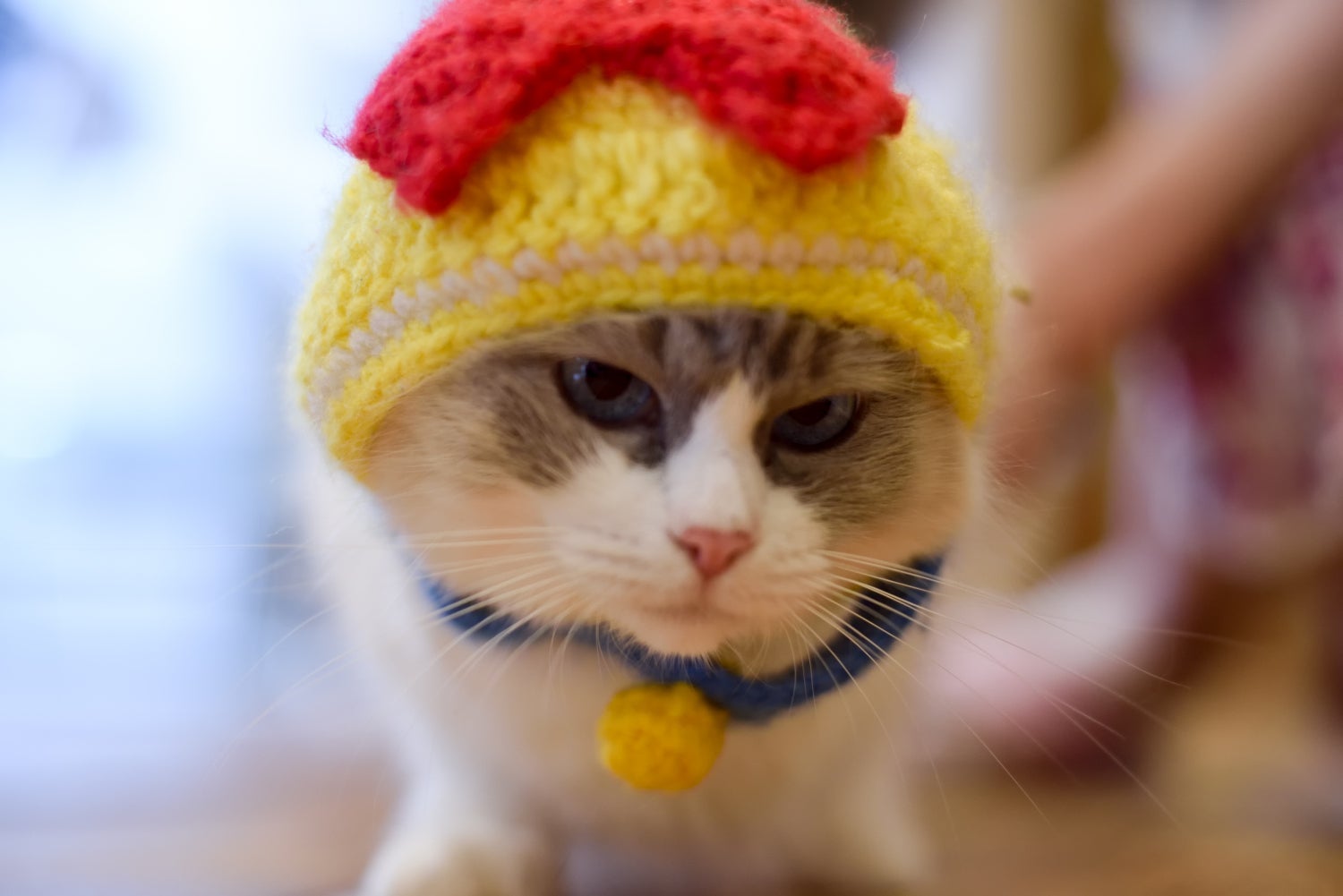 5番目のメイン画像