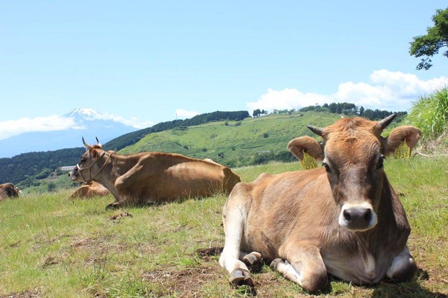 1番目のメイン画像