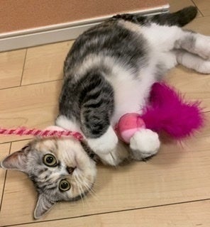 3番目のメイン画像