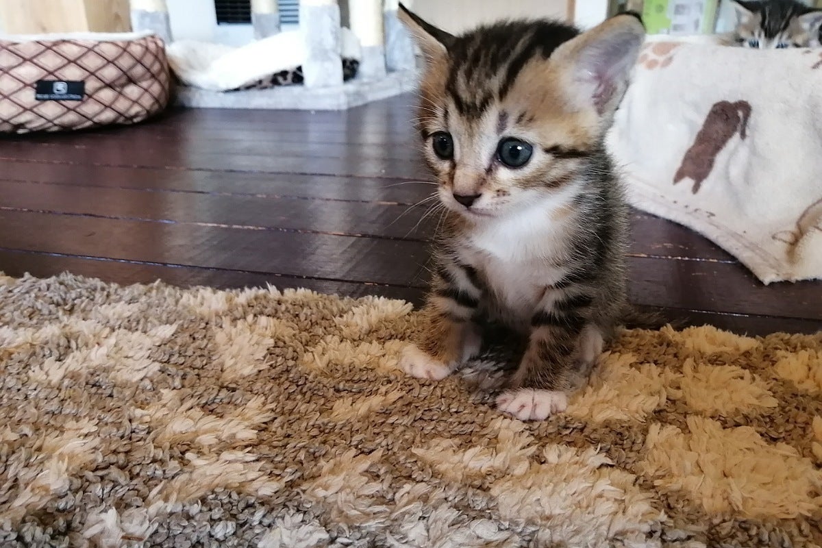 3番目のメイン画像