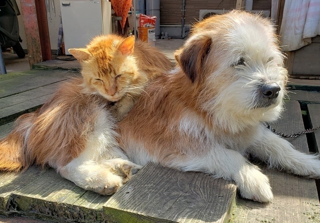 5番目のメイン画像