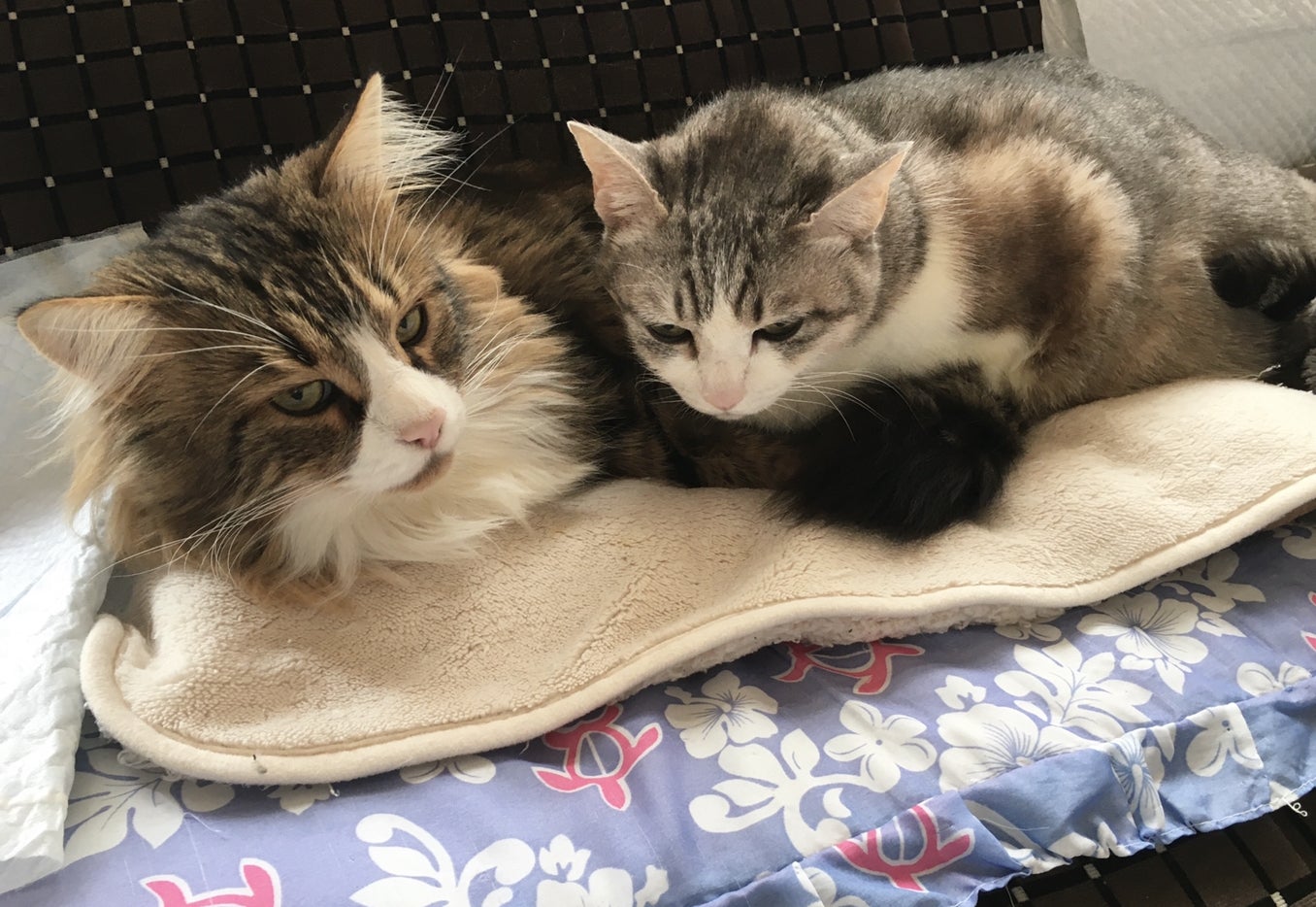 5番目のメイン画像