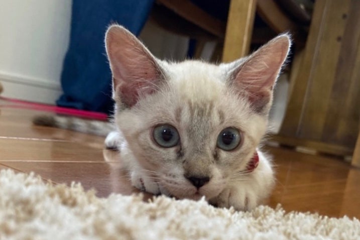 1番目のメイン画像