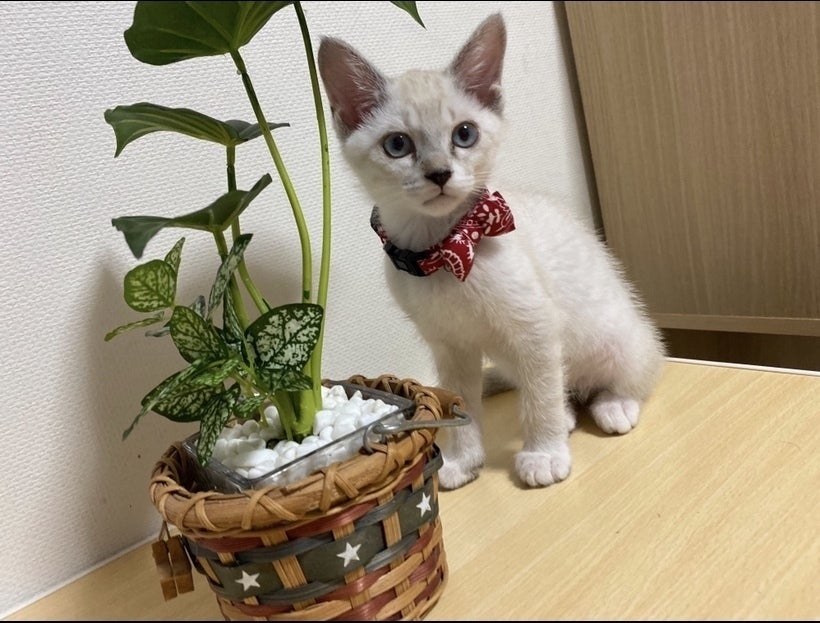 4番目のメイン画像