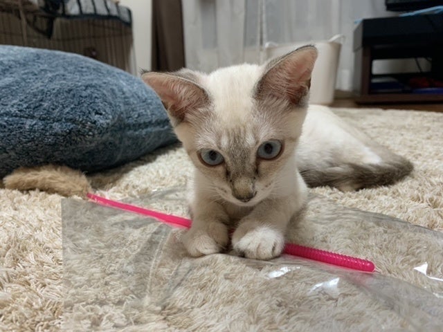 5番目のメイン画像