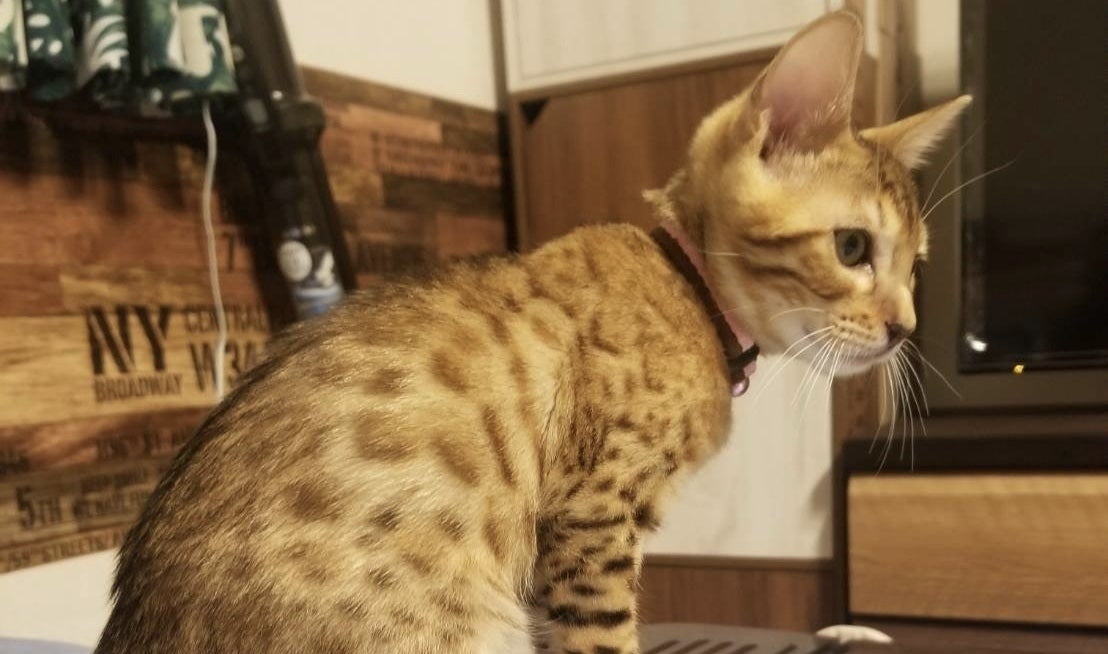 5番目のメイン画像