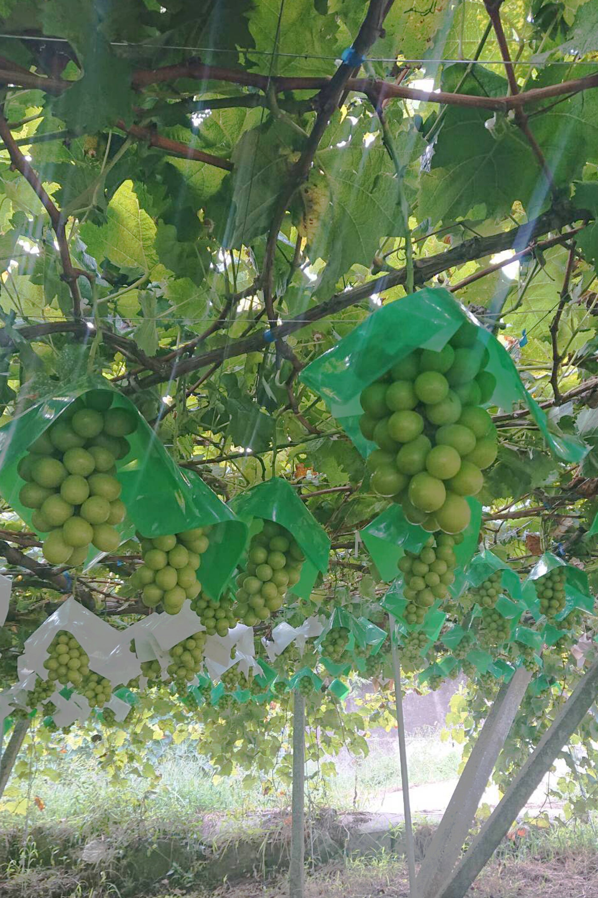 4番目のメイン画像